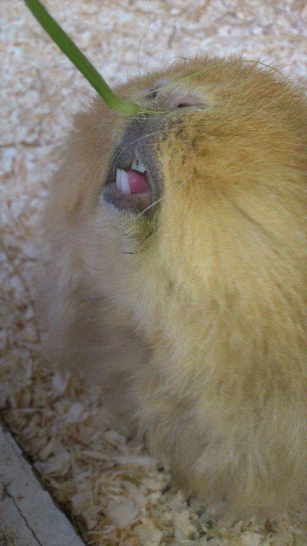 Marsvin Mynte <3 billede 9