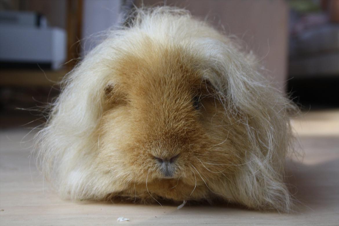 Marsvin Mynte <3 billede 10