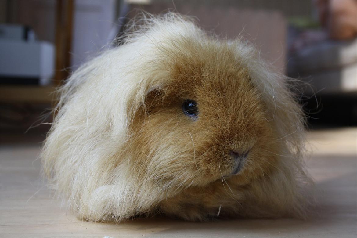 Marsvin Mynte <3 billede 11