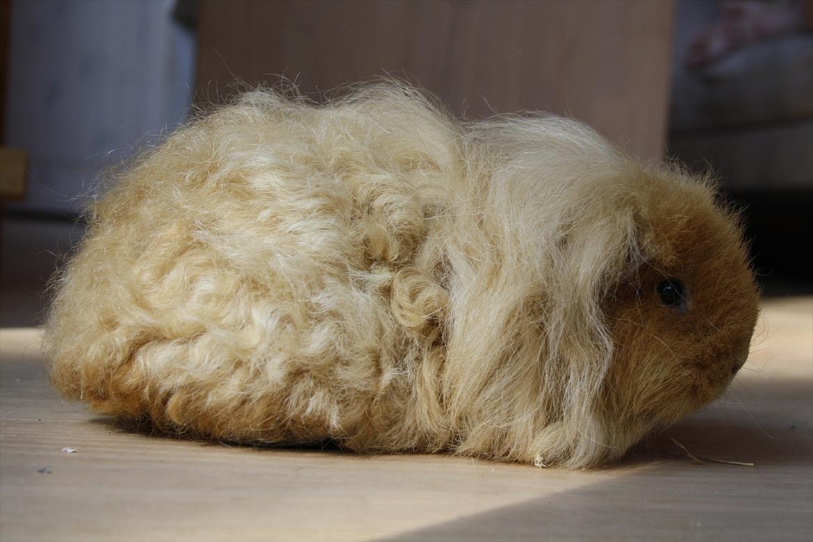 Marsvin Mynte <3 billede 12