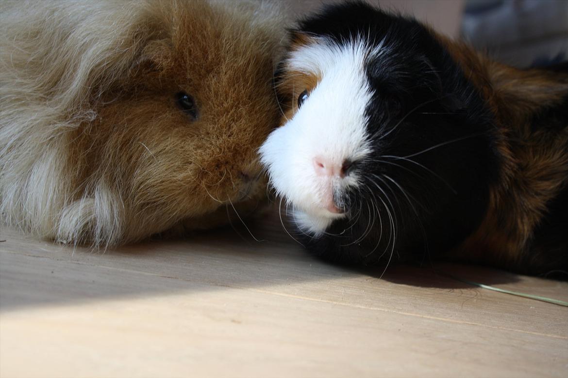 Marsvin Mynte <3 billede 13