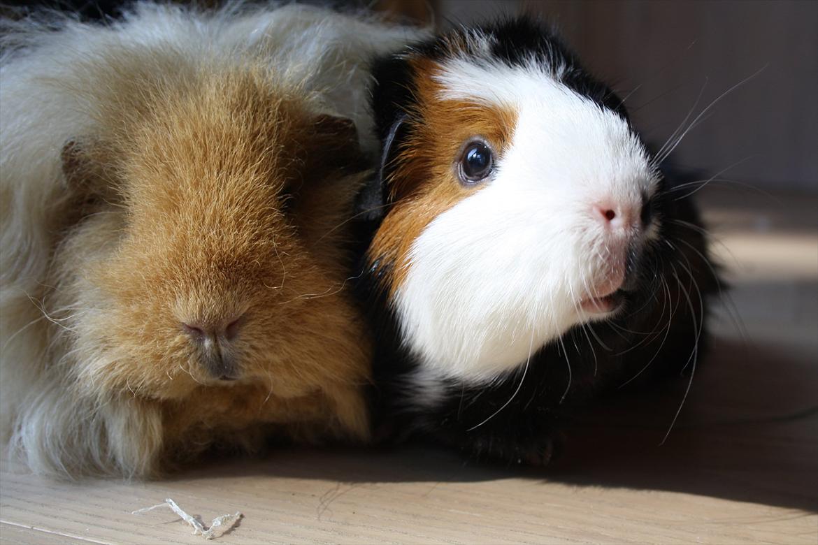 Marsvin Mynte <3 billede 14