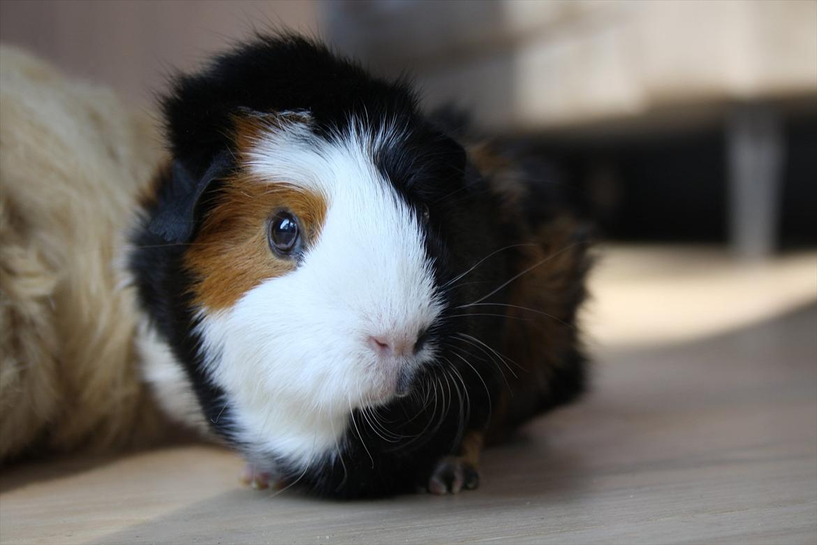 Marsvin Betty R.I.P :* billede 1