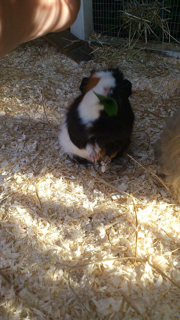 Marsvin Betty R.I.P :* billede 3