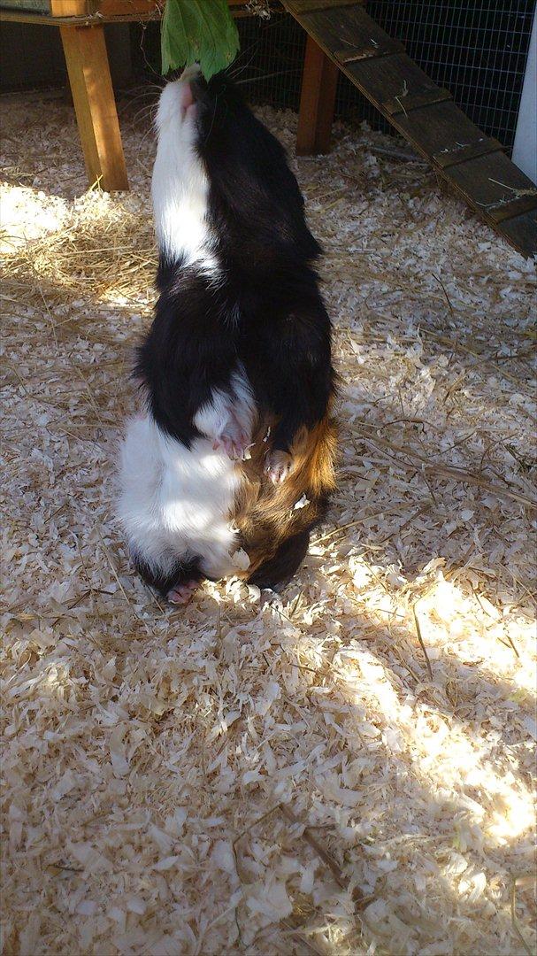 Marsvin Betty R.I.P :* billede 4