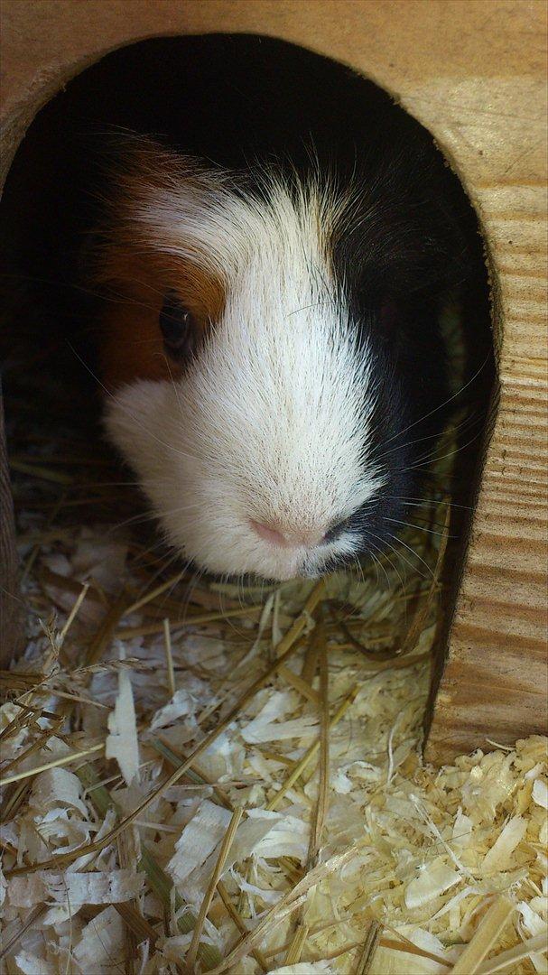 Marsvin Betty R.I.P :* billede 5