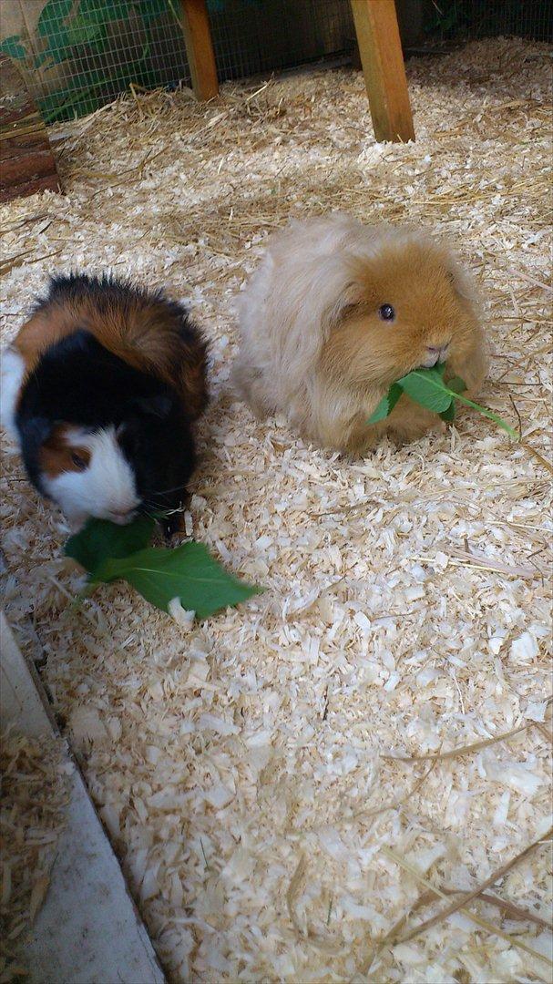 Marsvin Betty R.I.P :* billede 6