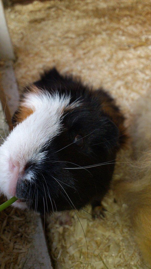 Marsvin Betty R.I.P :* billede 7