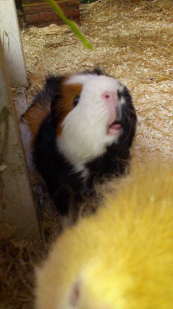 Marsvin Betty R.I.P :* billede 8