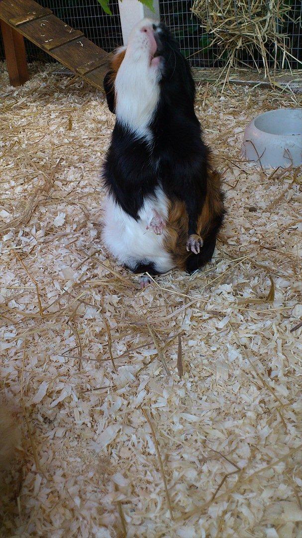 Marsvin Betty R.I.P :* billede 9