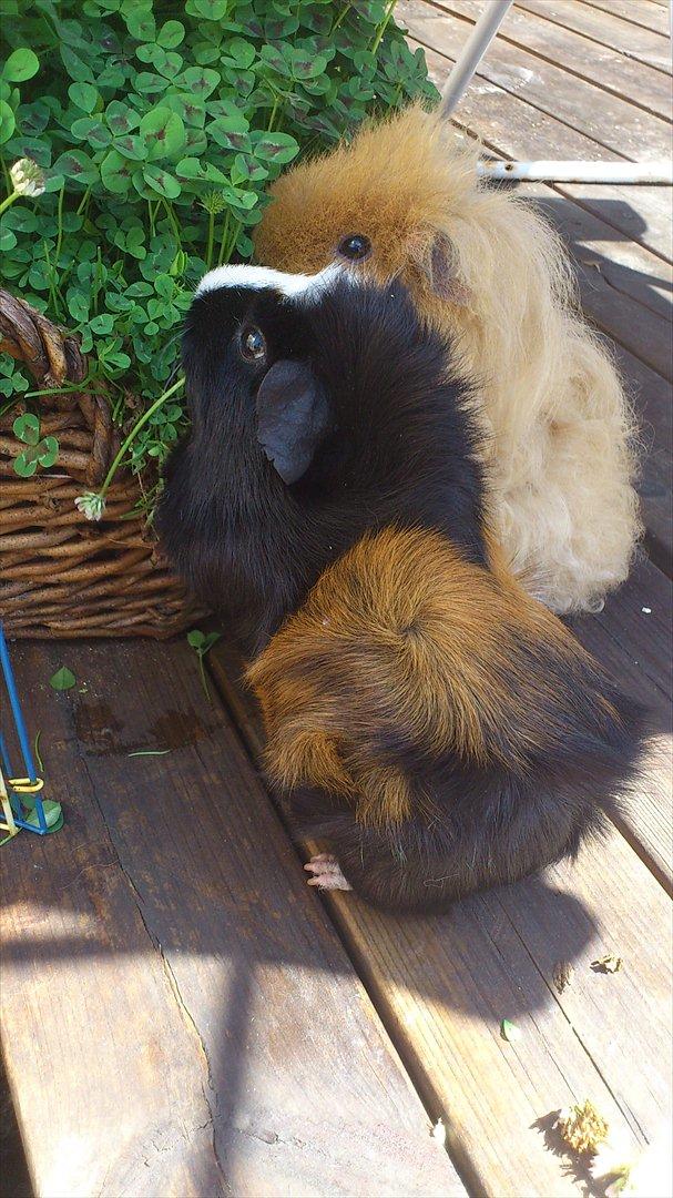 Marsvin Betty R.I.P :* billede 10