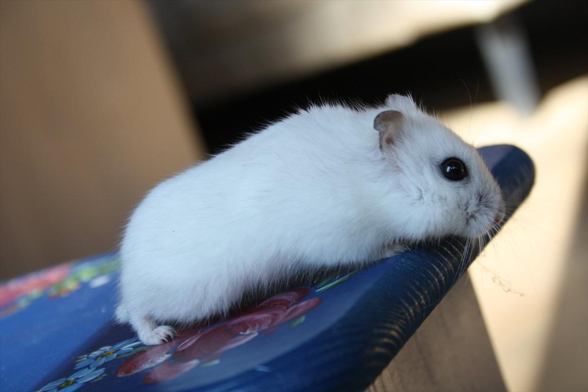 Dværghamster Mumle R.I.P <3 billede 2