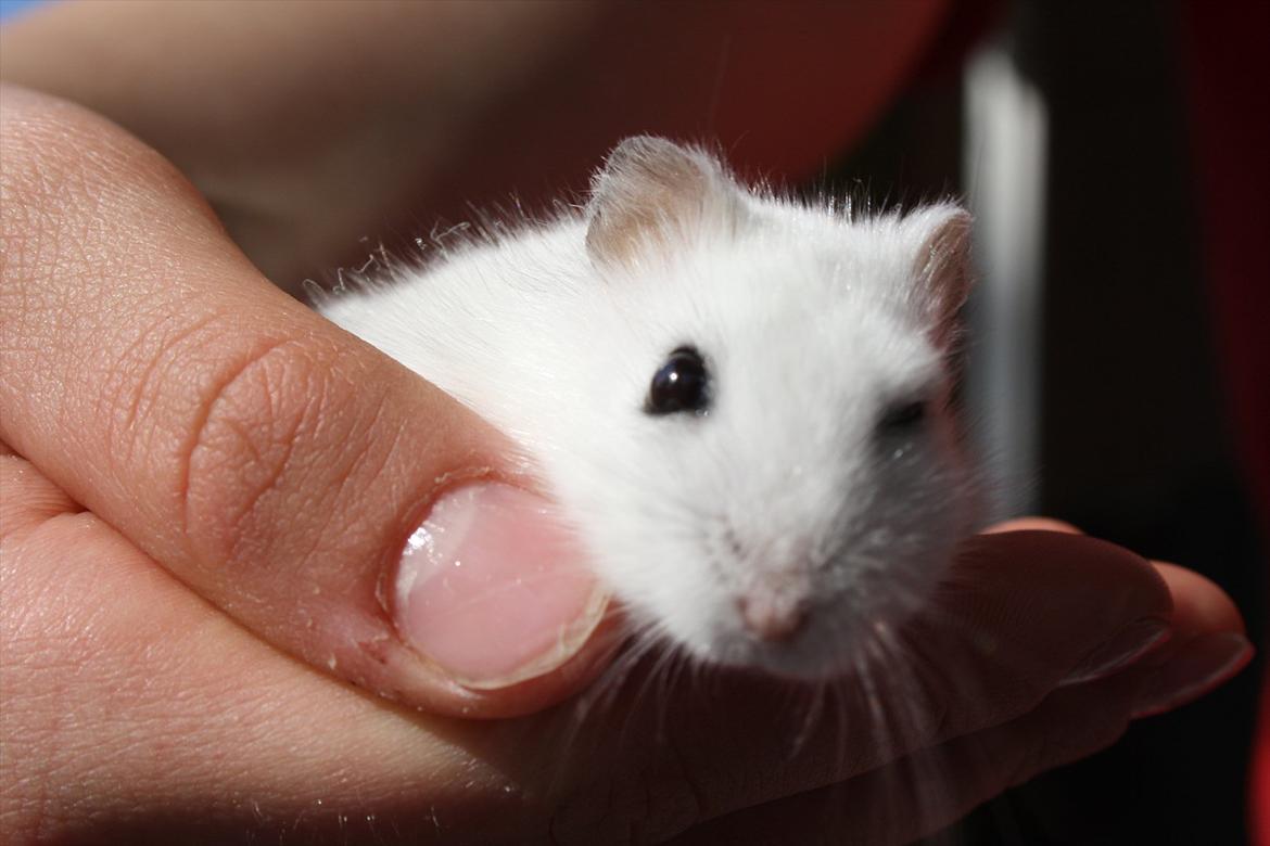 Dværghamster Mumle R.I.P <3 billede 5