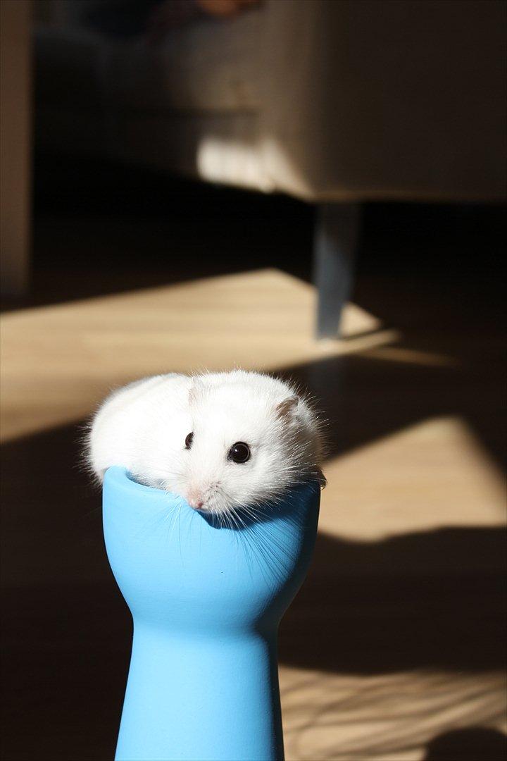 Dværghamster Mumle R.I.P <3 billede 9