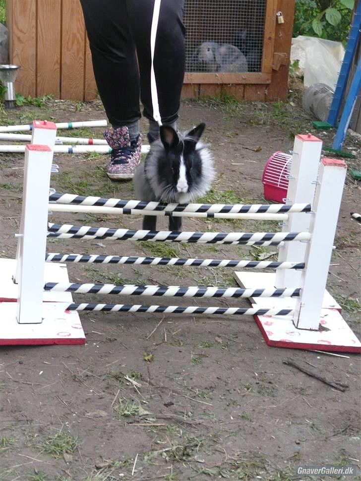 Kanin Sasha Sajuki billede 4