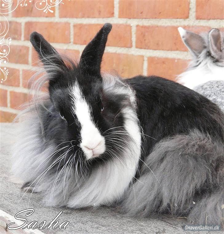 Kanin Sasha Sajuki billede 5