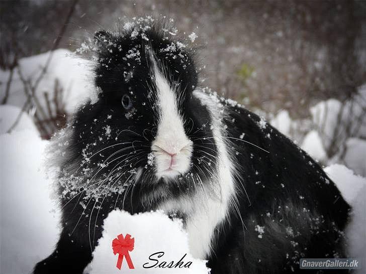 Kanin Sasha Sajuki billede 6