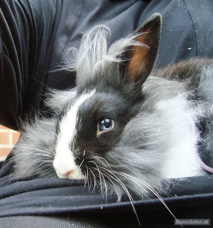 Kanin Sasha Sajuki billede 8