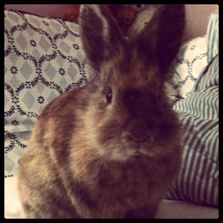 Kanin Tarzan billede 9