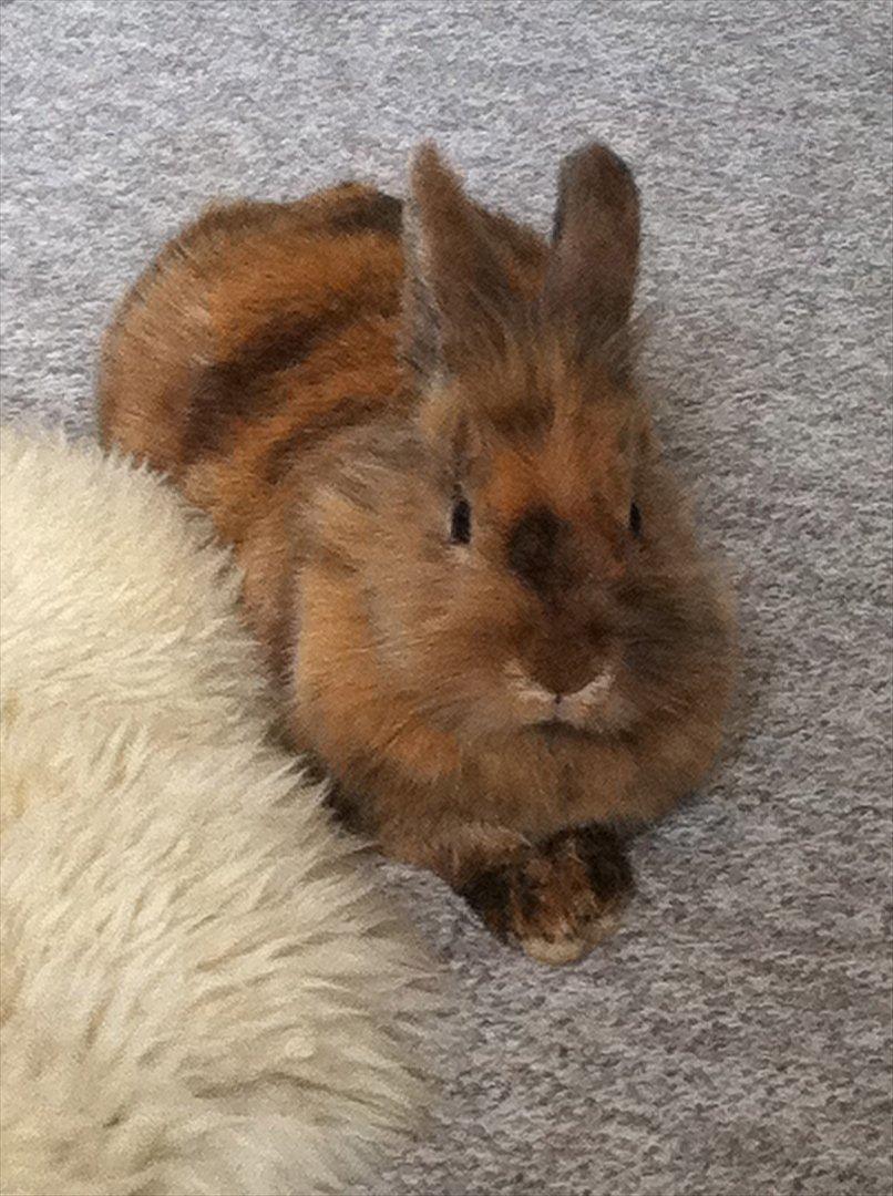 Kanin Tarzan billede 10