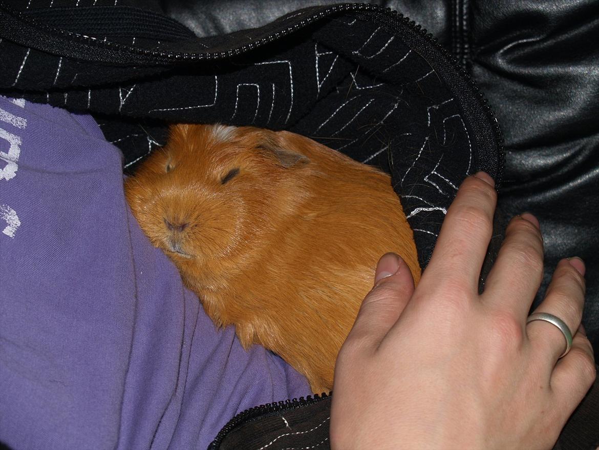 Marsvin Didi billede 13