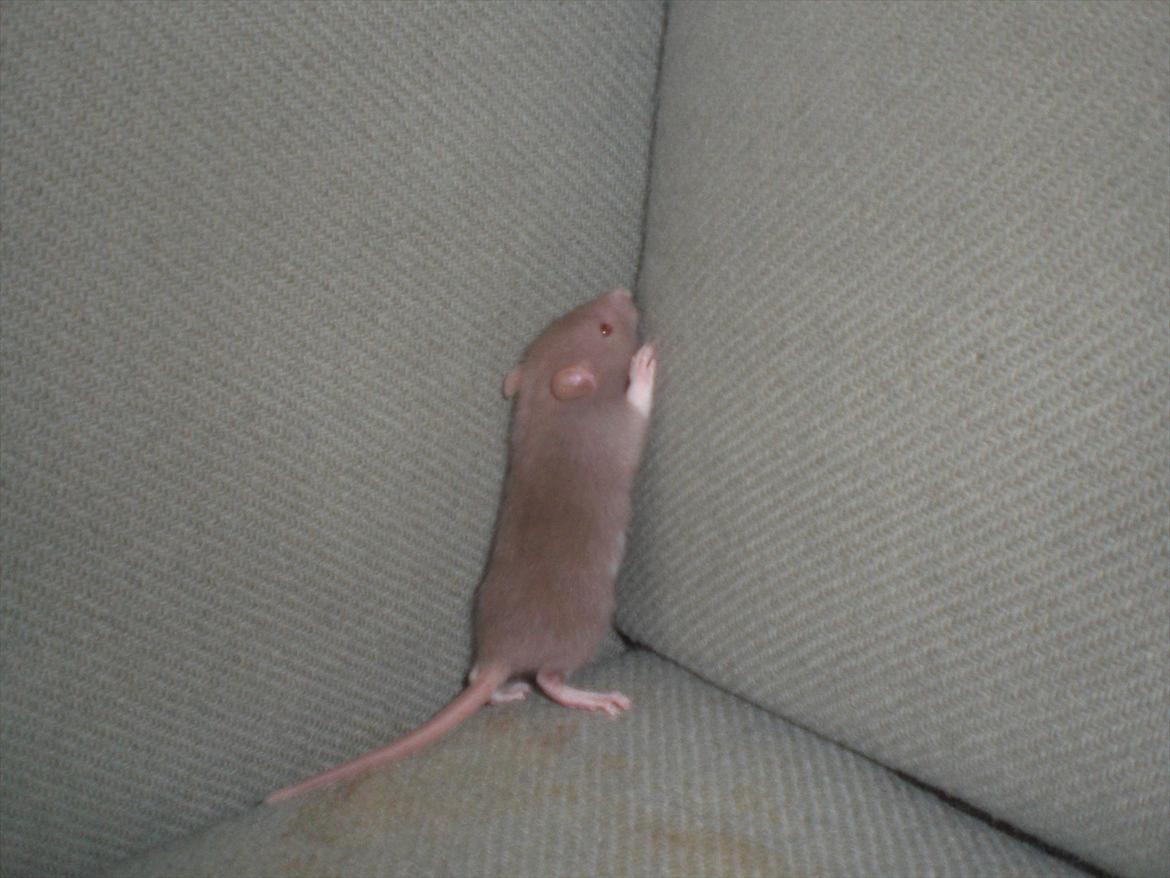 Tamrotte Trampe Trold RIP - 18/9-11. billede 2