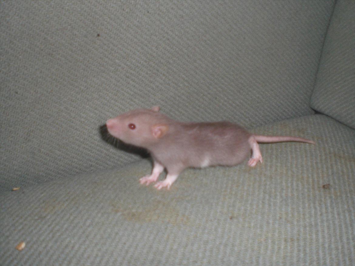 Tamrotte Trampe Trold RIP - 18/9-11. billede 4