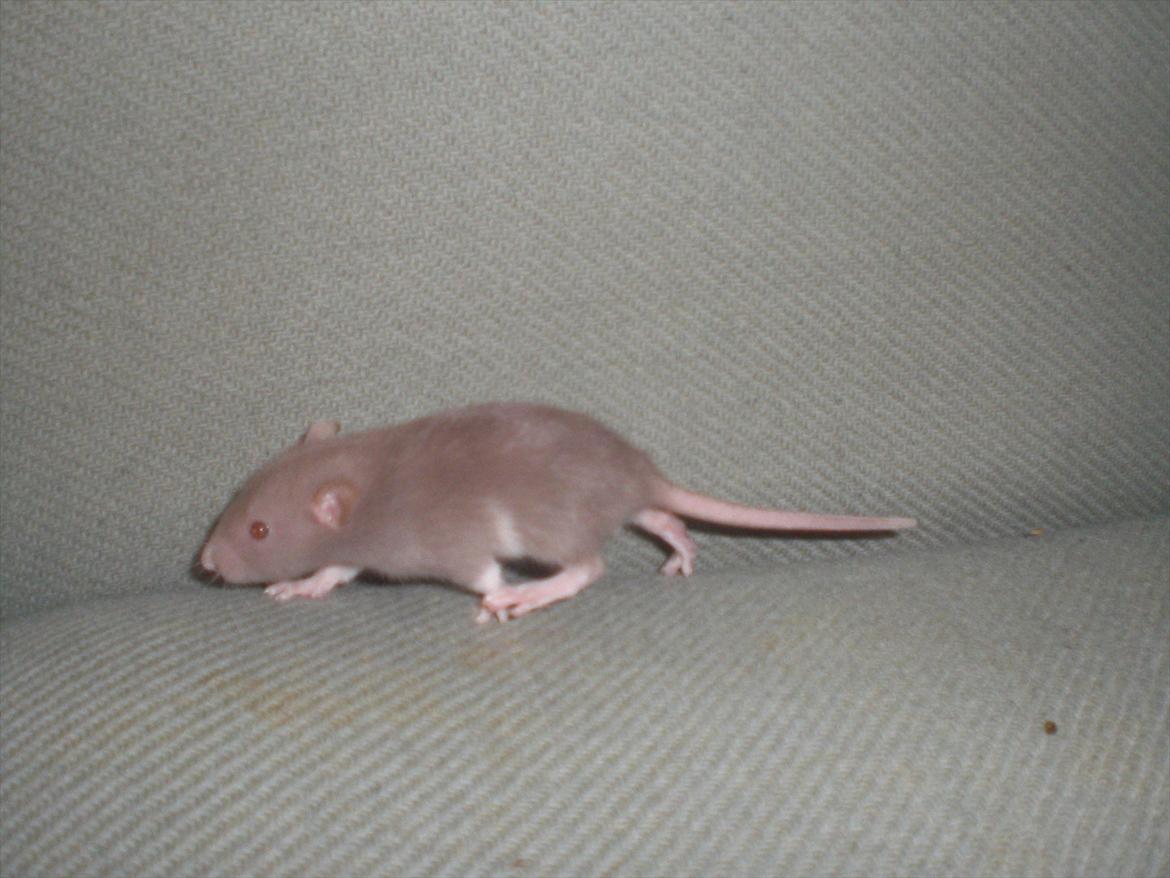 Tamrotte Trampe Trold RIP - 18/9-11. billede 3