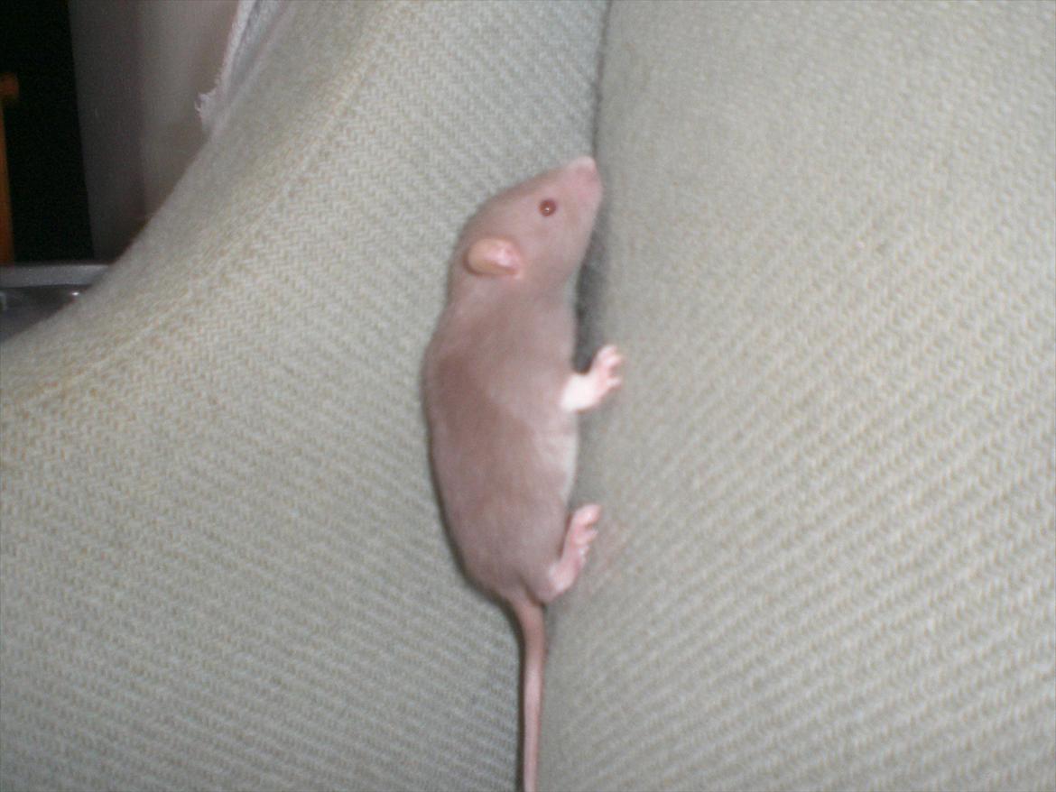 Tamrotte Trampe Trold RIP - 18/9-11. billede 7