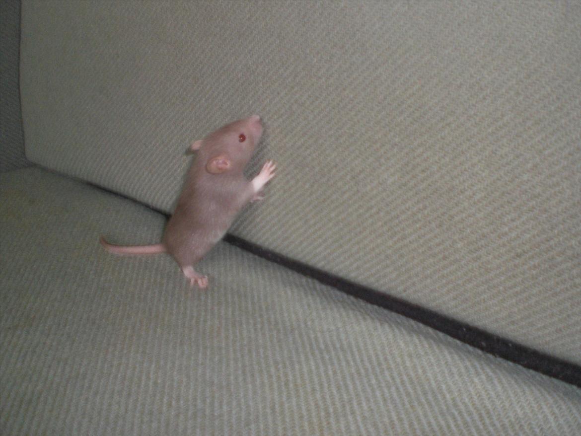 Tamrotte Trampe Trold RIP - 18/9-11. billede 6