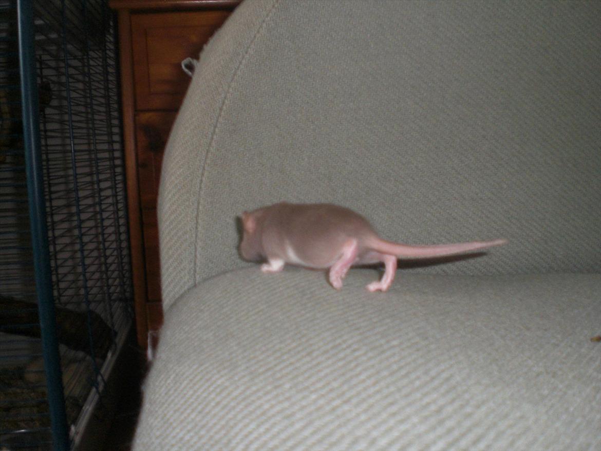 Tamrotte Trampe Trold RIP - 18/9-11. billede 5