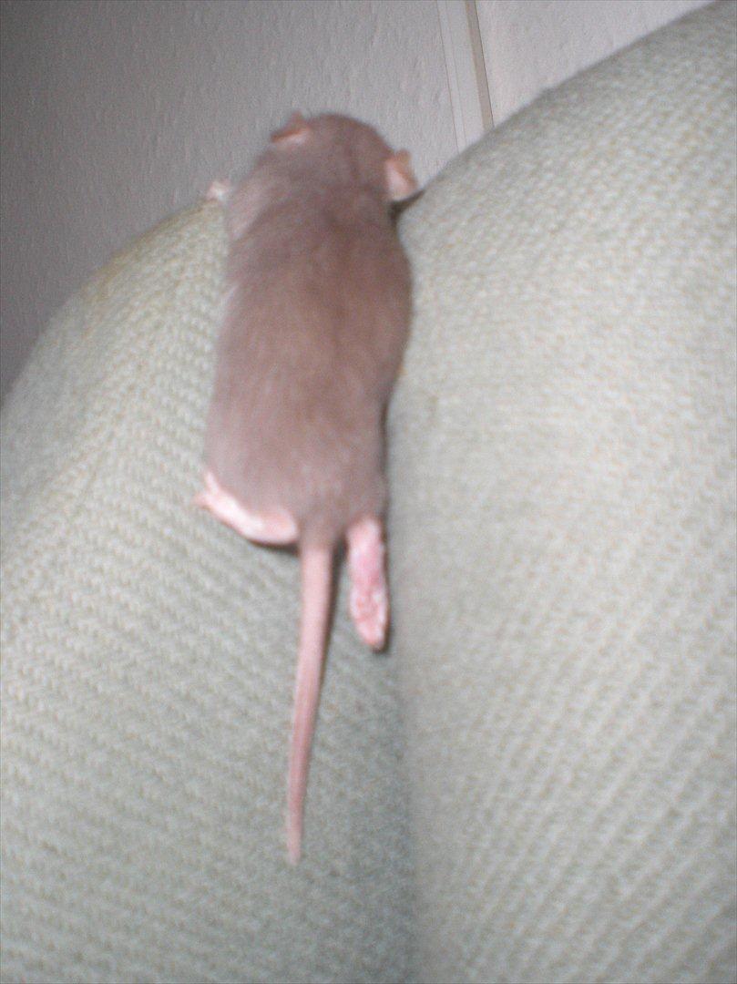 Tamrotte Trampe Trold RIP - 18/9-11. billede 8