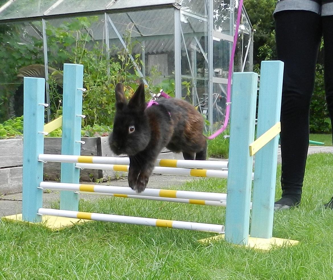 Kanin Speedy Cornsarles (forsvundet) :´( - Min søde kanin (: billede 12