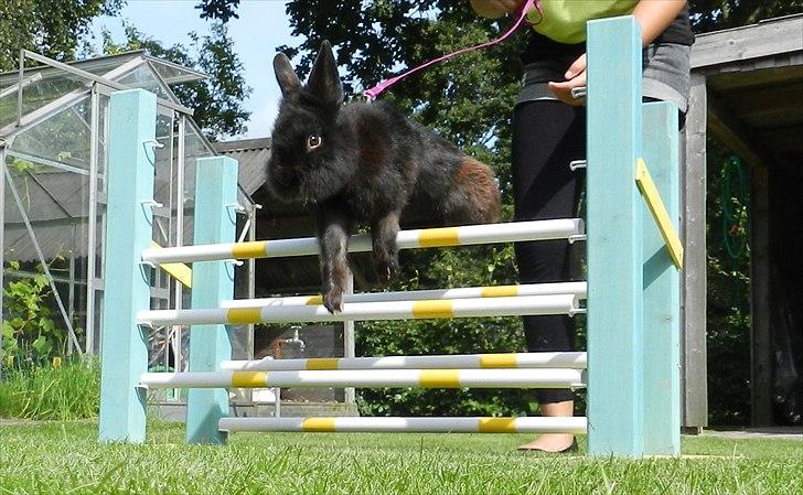 Kanin Speedy Cornsarles (forsvundet) :´( - Tak fordi i kiggede forbi, smid gerne en komentar og bedømmelse (: billede 19