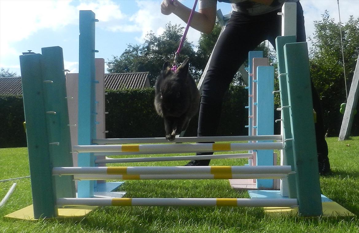 Kanin Speedy Cornsarles (forsvundet) :´( - Speedy hopper 66 cm i bredde og 22 cm i højde (: billede 13