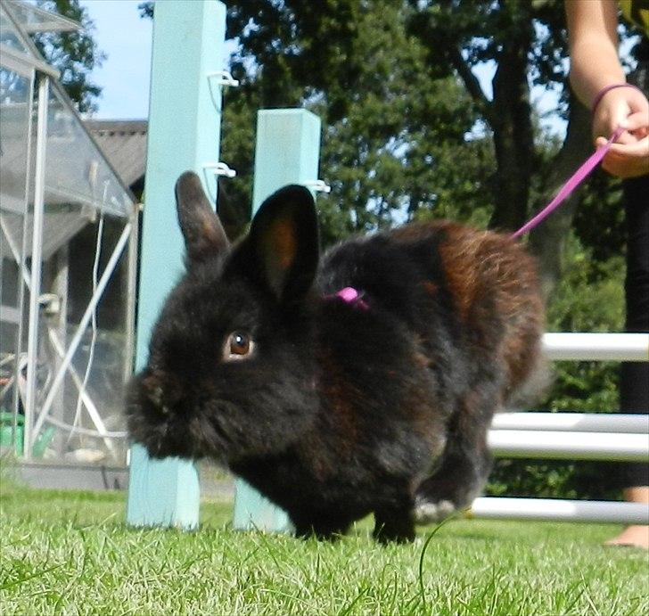 Kanin Speedy Cornsarles (forsvundet) :´( - Lige landet :D billede 3