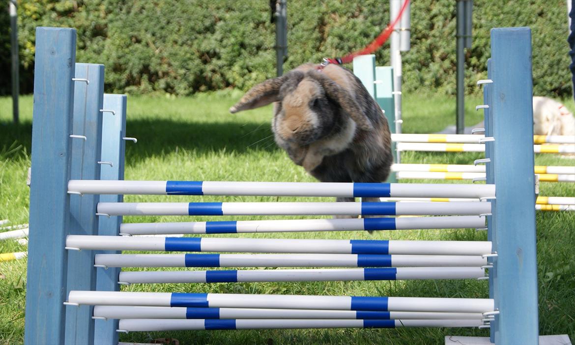 Kanin (DV) Kong Richard I  |Møffe| - Kong Richard l <3 billede 5