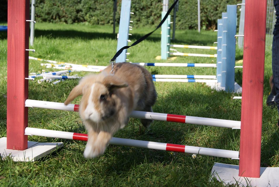 Kanin |DV| Aras´ Piccoli - She can and she don it :D billede 16