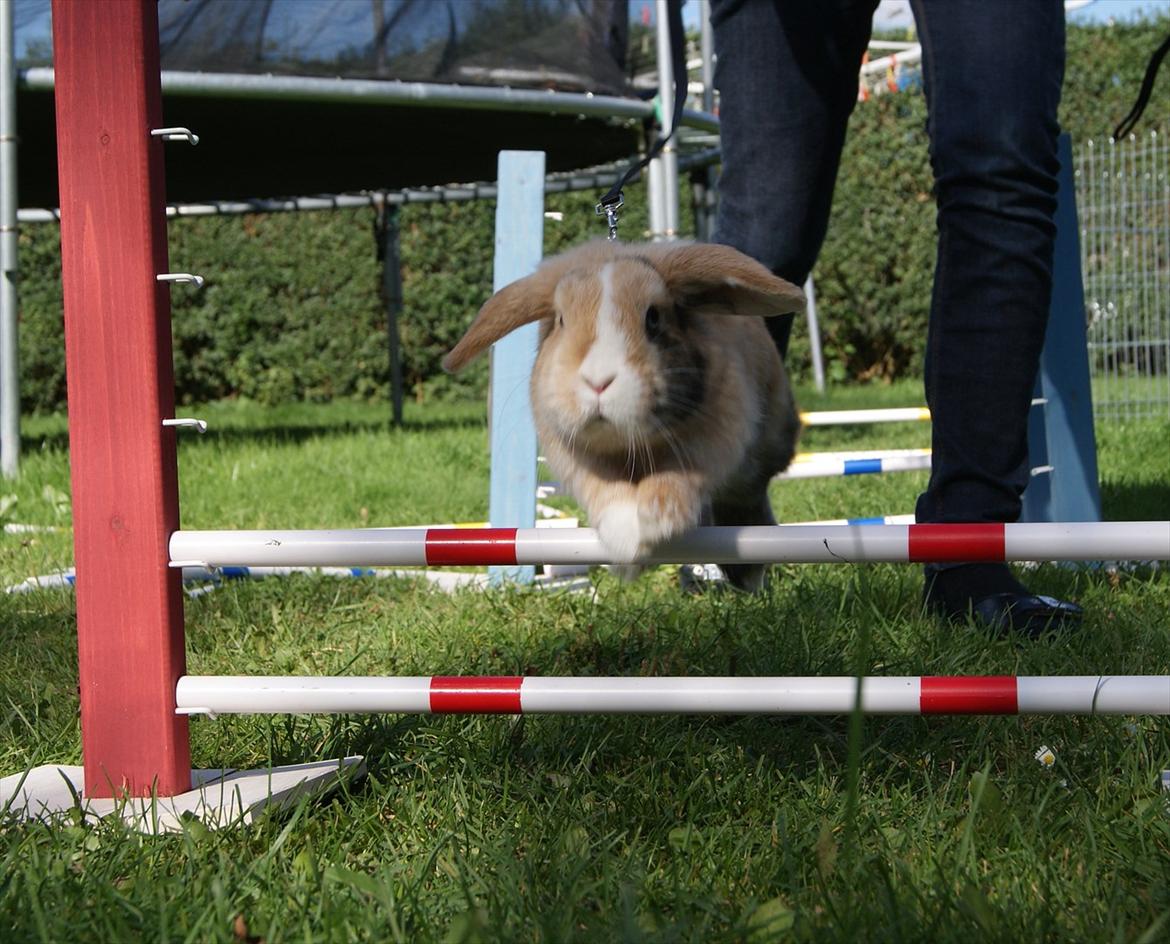 Kanin |DV| Aras´ Piccoli - Min seje hopper :*  billede 5