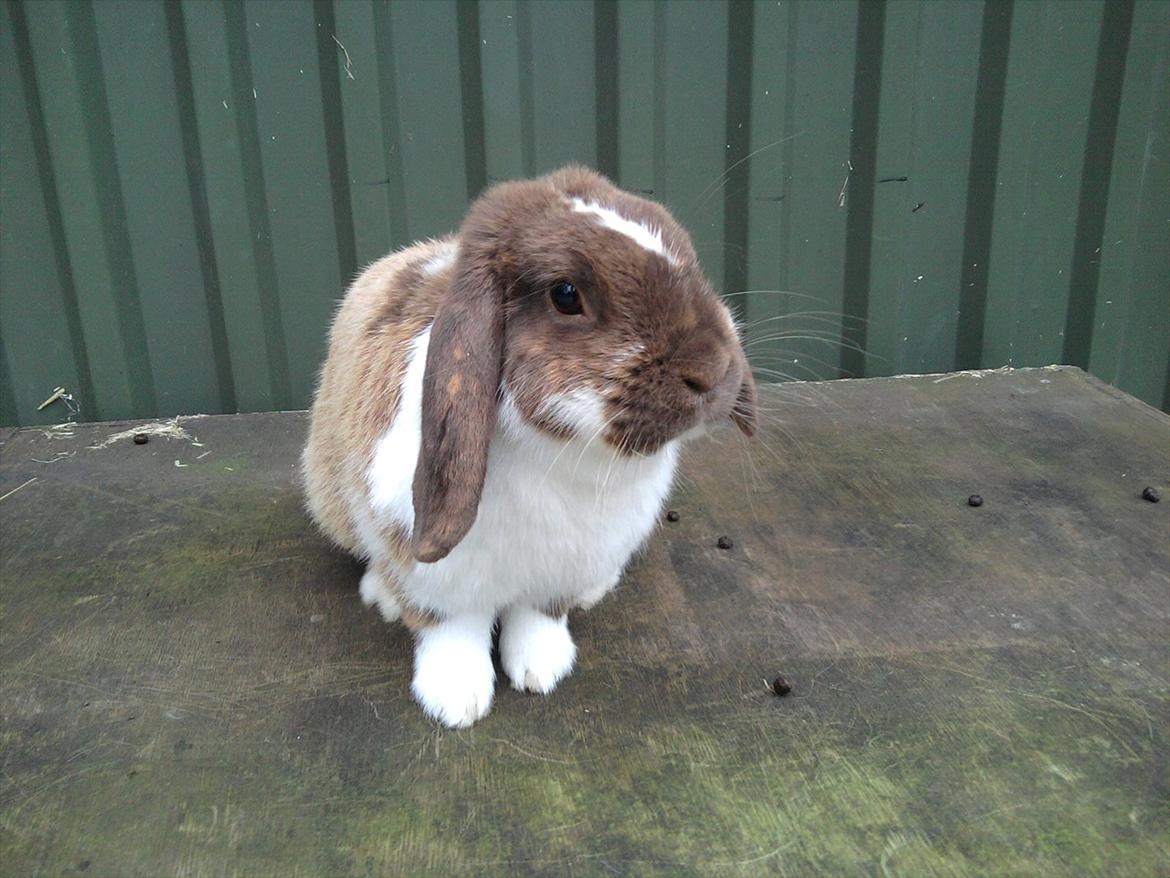 Kanin Tillas Zeus billede 6