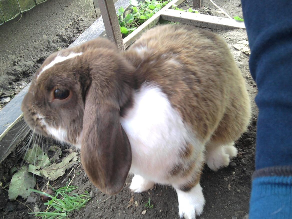 Kanin Tillas Zeus billede 7