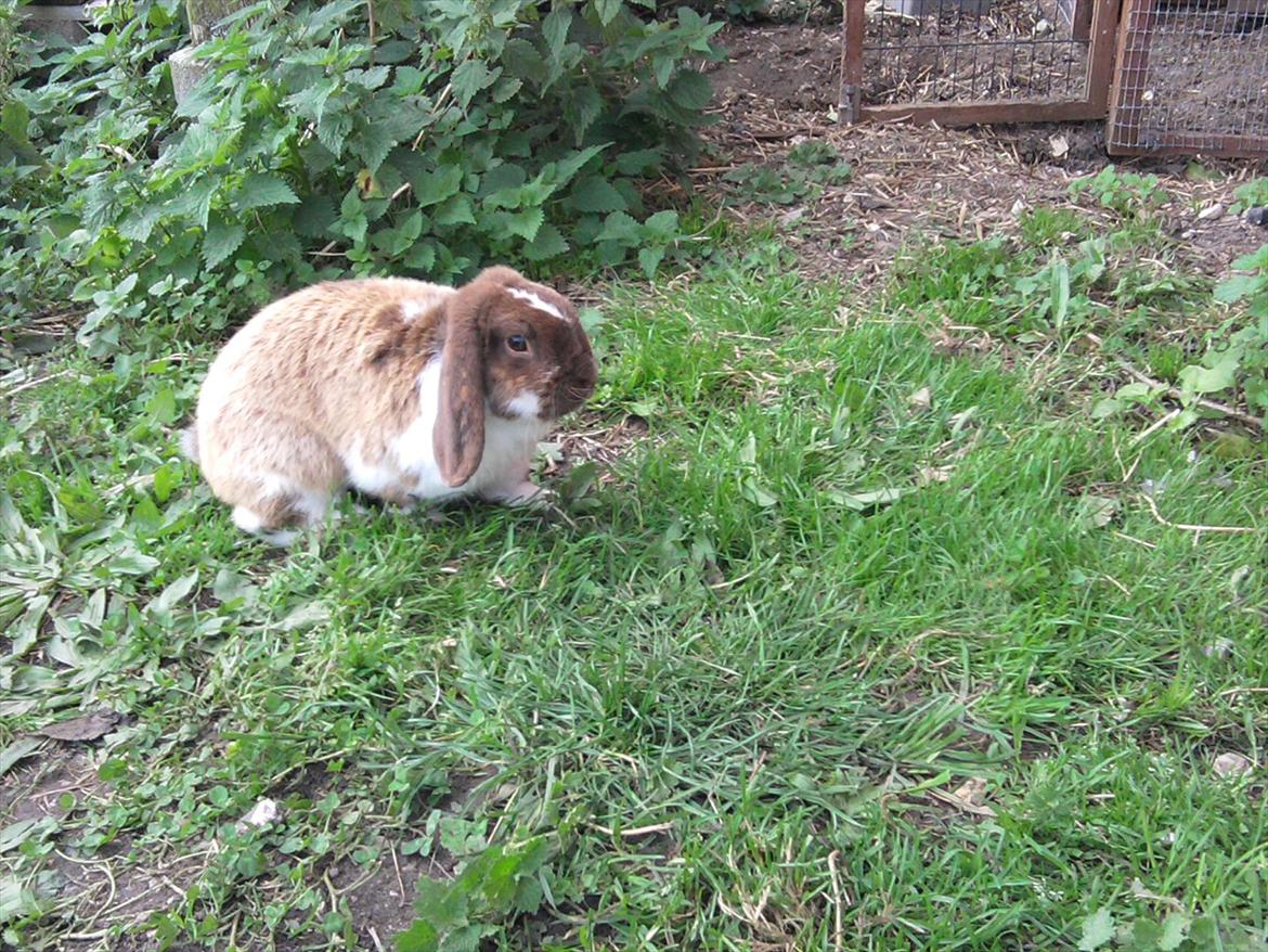 Kanin Tillas Zeus billede 8