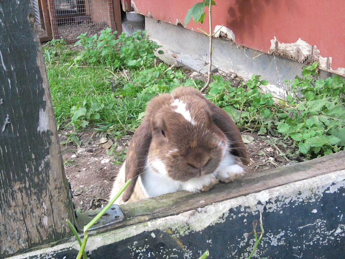 Kanin Tillas Zeus billede 1