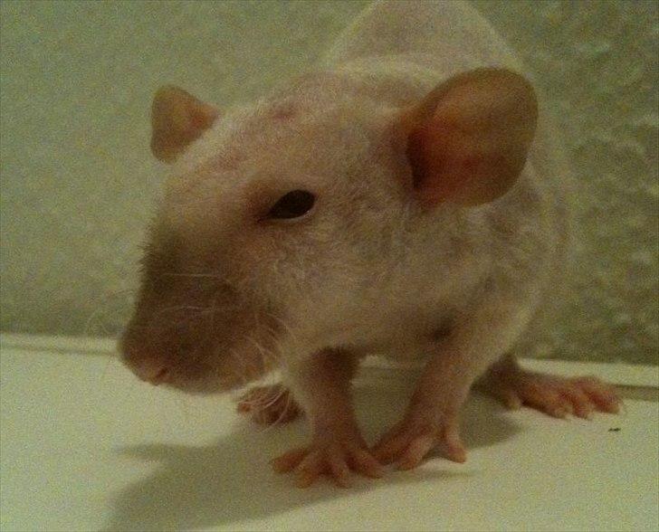 Tamrotte Fiona billede 5