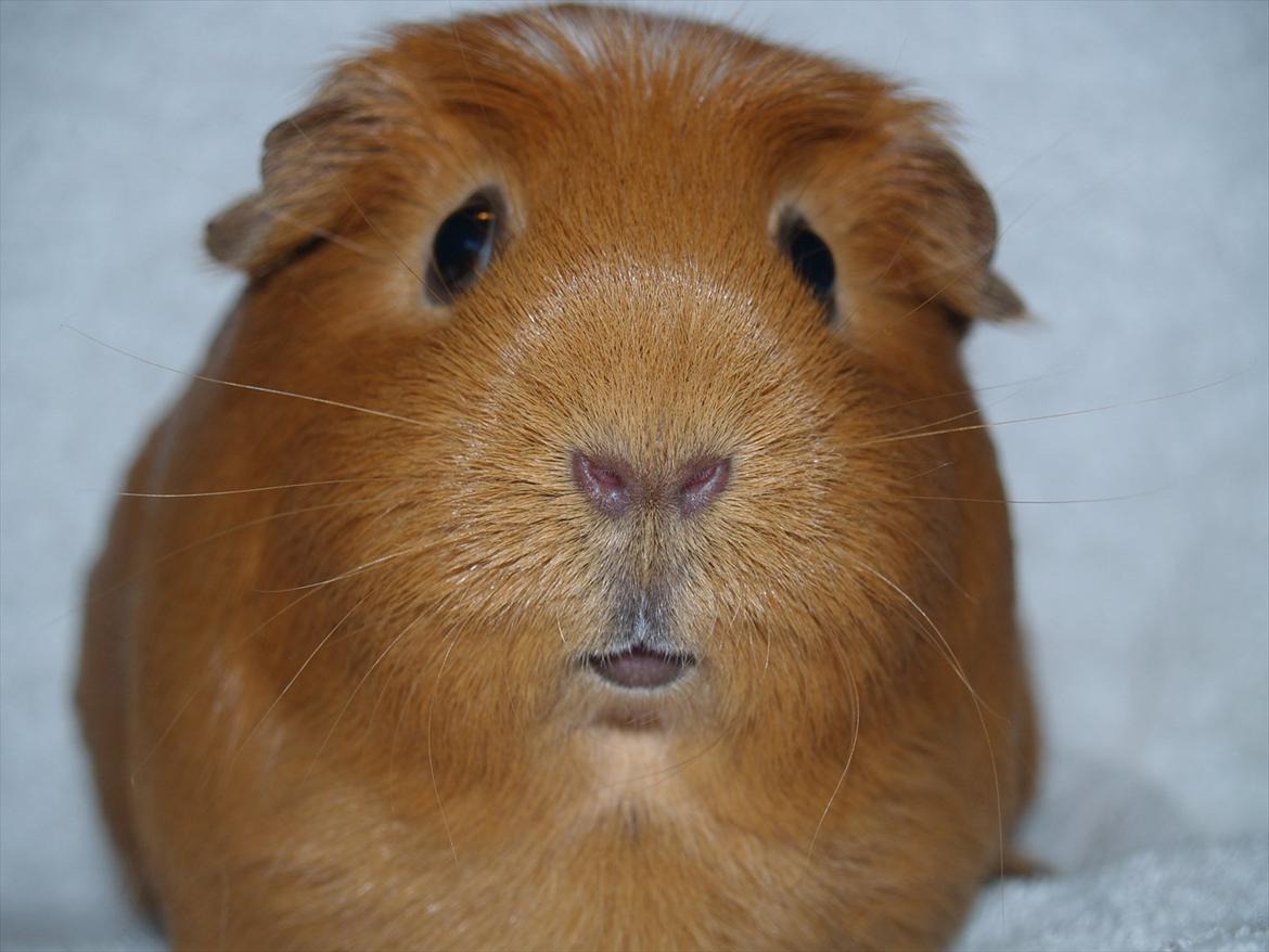 Marsvin Didi billede 1