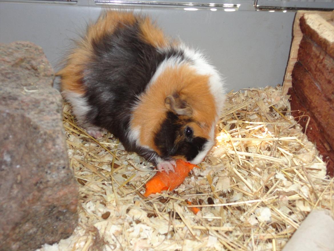 Marsvin Enja  - guleroden nydes billede 7