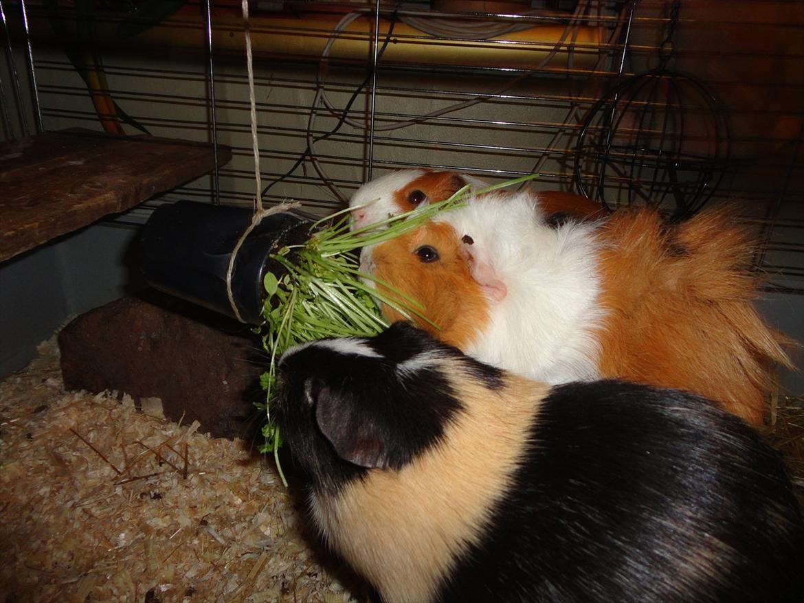 Marsvin Enja  - når jeg har en rest persille, plejer de at få den ned i buret som her. her er der vidst første gang at Enja prøver det. billede 8