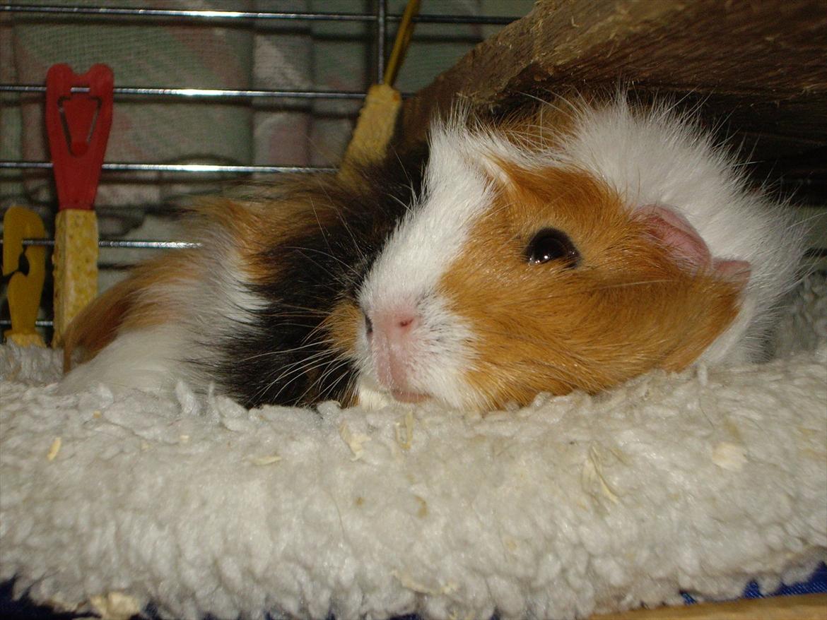 Marsvin Enja  - Enja fandt hurtigt kærligheden til sengen. billede 9