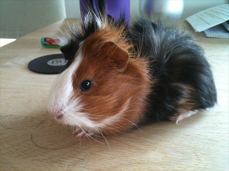 Marsvin Romeo - Lille Romeo, 4 uger billede 1