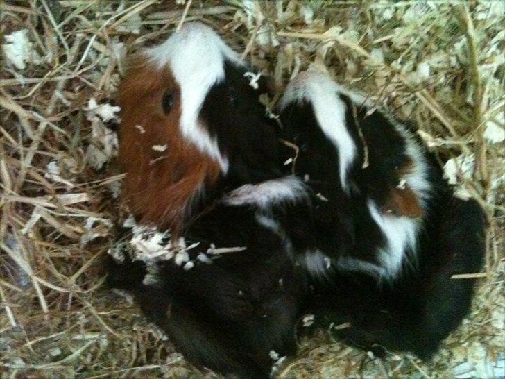 Marsvin Romeo - Lykken er at putte med lillebror, Luxor billede 2